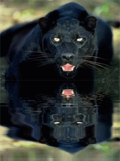 Animal Screensavers 0029